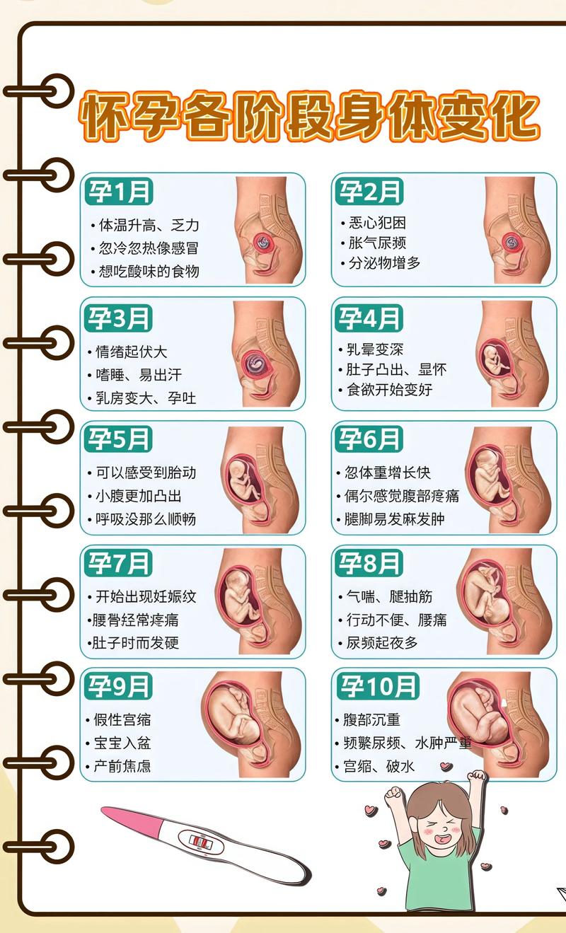 揭秘供卵代孕妈妈怀孕小腹分两节,孕期变化的奥秘陵水代生机构: